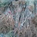 【无花果树苗】80~100cm包邮包品种包成活死苗补发
