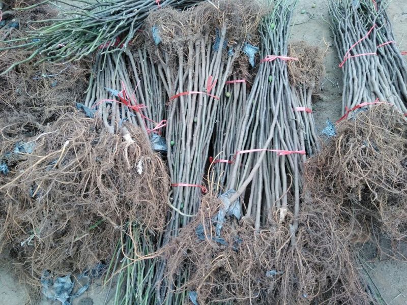 【无花果树苗】80~100cm包邮包品种包成活死苗补发