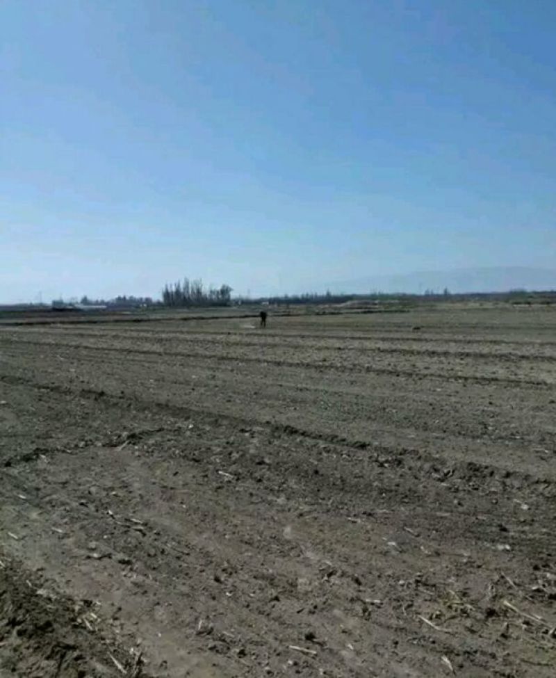 黑土地滴管全有，非常方便10~30年出租500亩