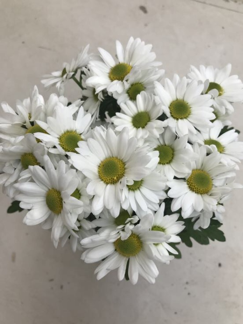 菊花0.5米以下