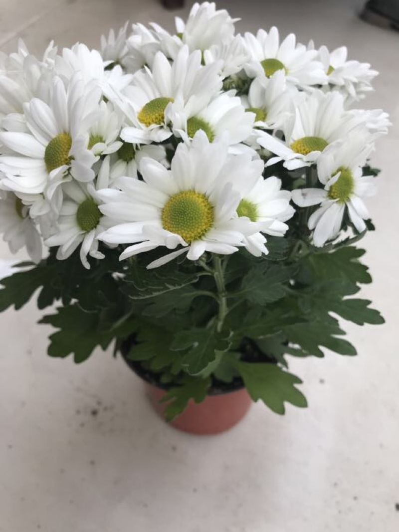 菊花0.5米以下