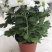 菊花0.5米以下