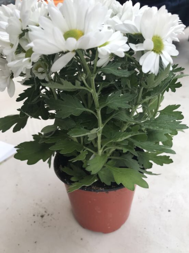 菊花0.5米以下