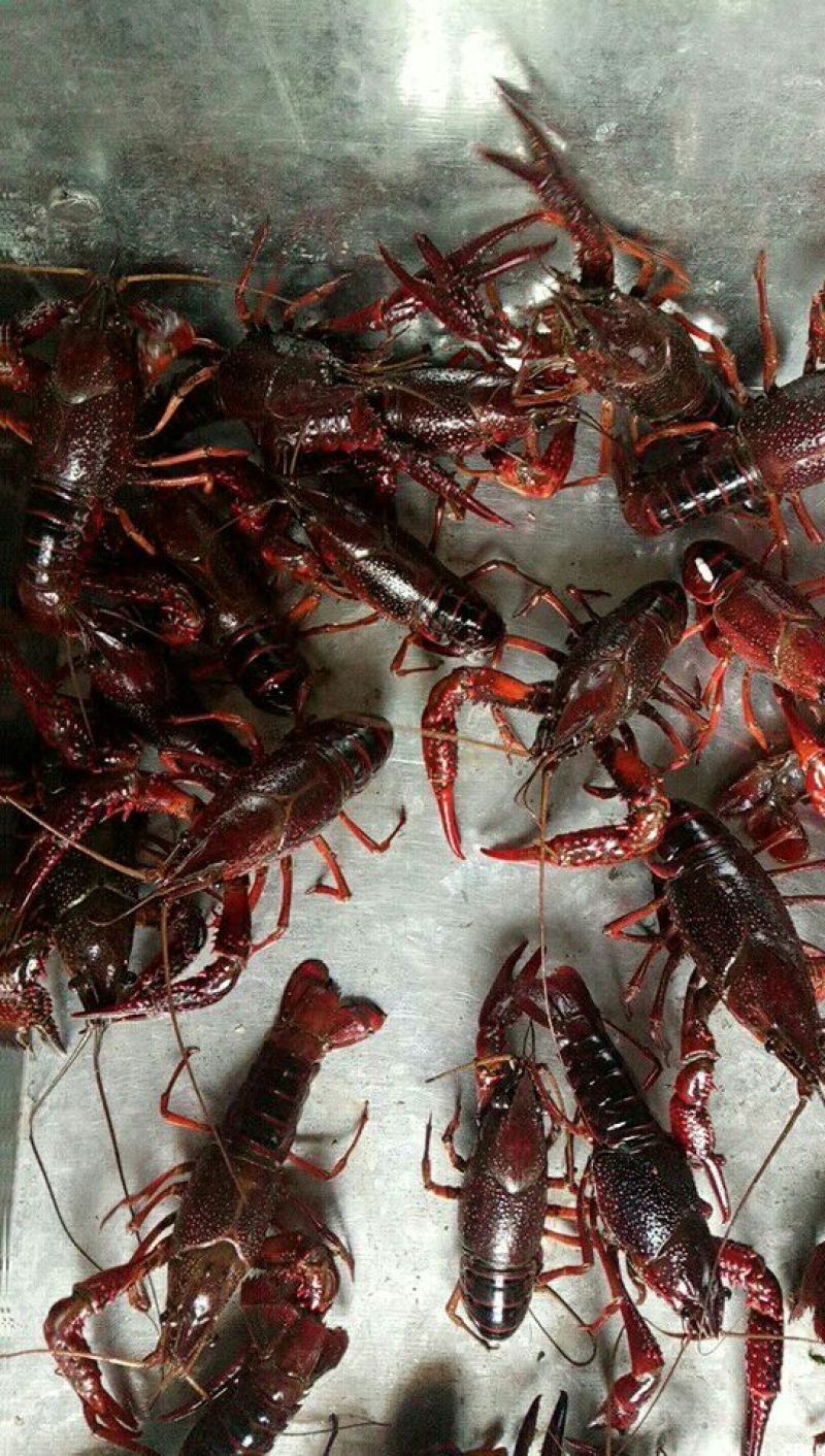 克氏原螯虾小龙虾主养4-6钱（20-30克）食用活虾