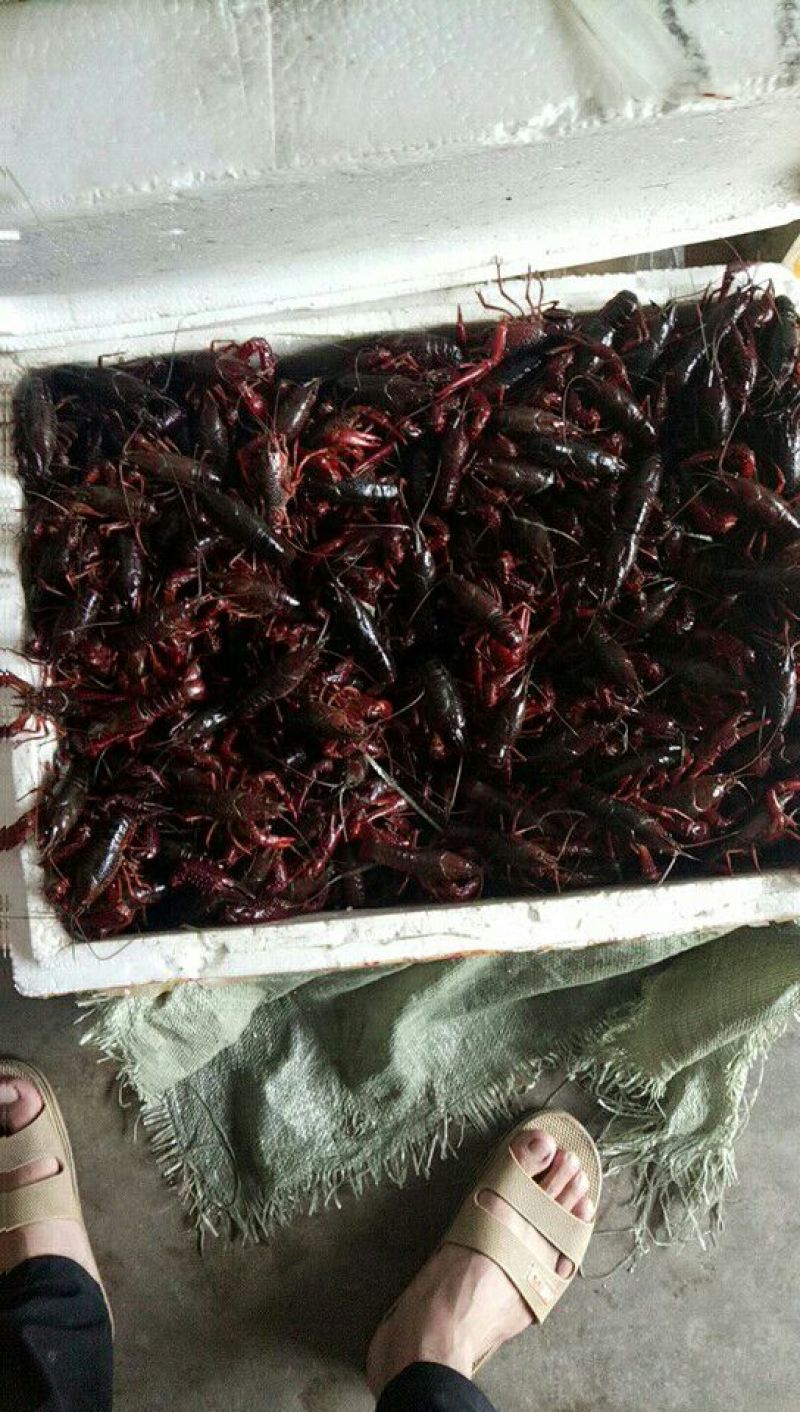 克氏原螯虾小龙虾主养4-6钱（20-30克）食用活虾