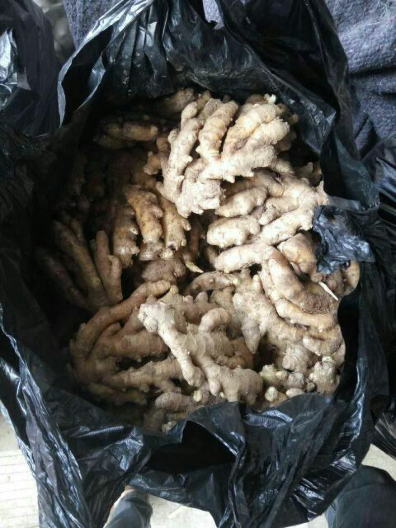 大黄姜优质产地产地直销价格便宜一手货源常年供应