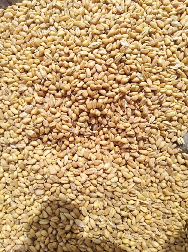 小麦12.5%以上