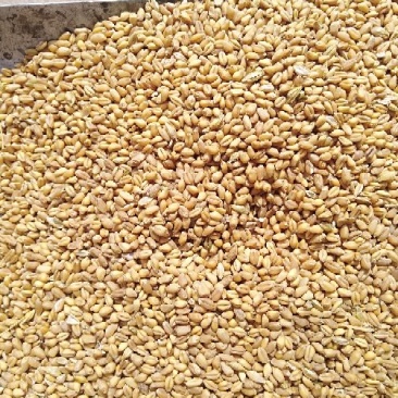 小麦12.5%以上
