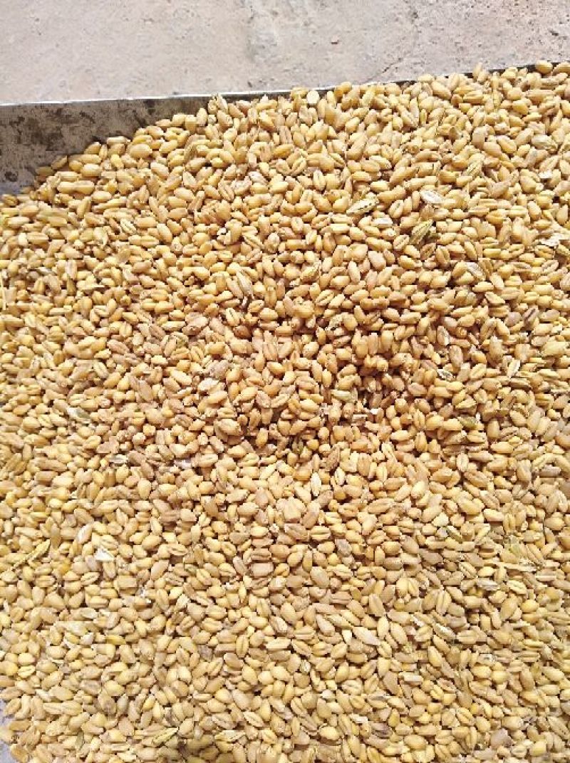 小麦12.5%以上