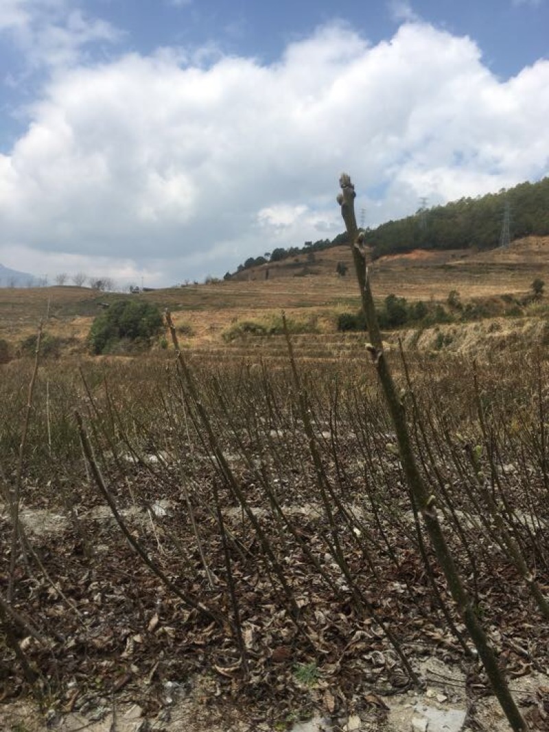 泡核桃苗云南大泡核桃嫁接苗