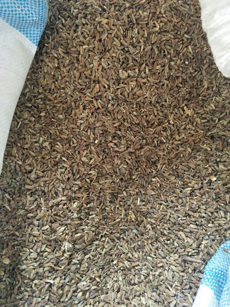 白术种子85%以上