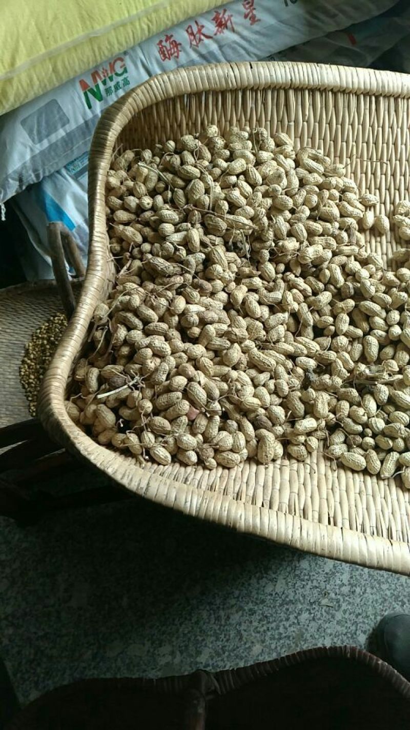 白沙系列干货带壳