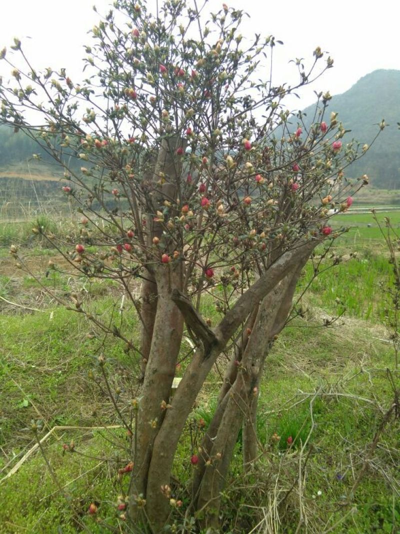 映山红树桩需要的联系我