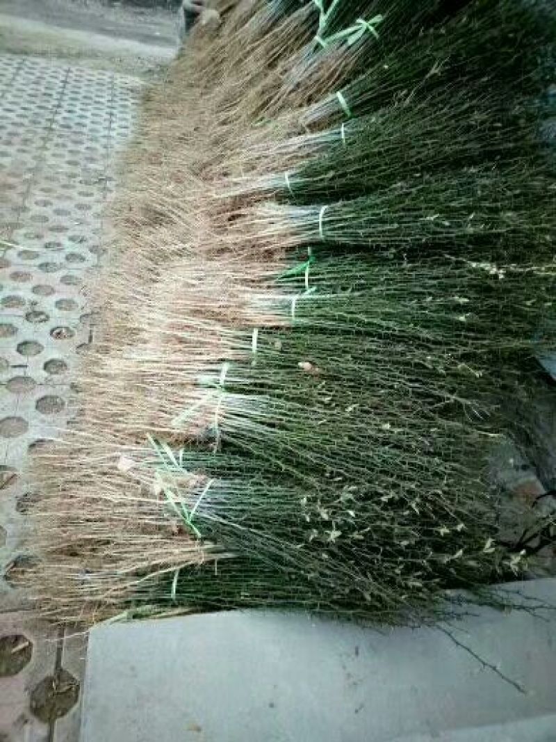 构橘苗枳壳苗现挖现发高成活率基地包邮
