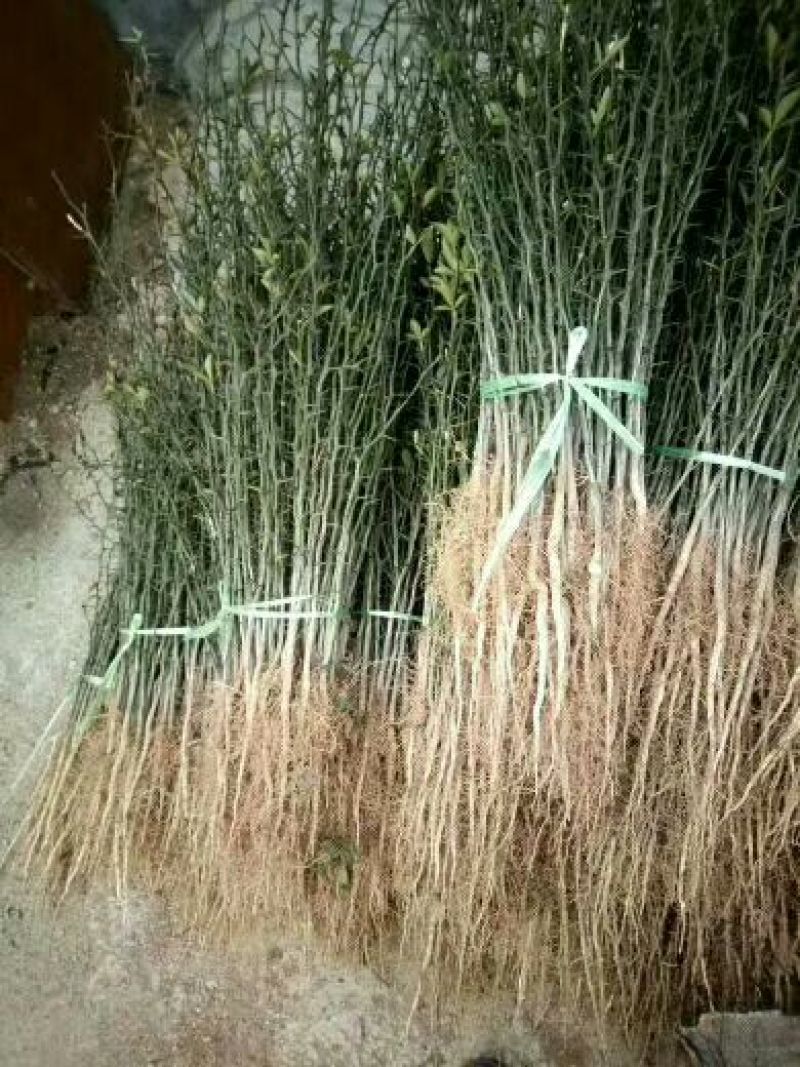 构橘苗枳壳苗现挖现发高成活率基地包邮