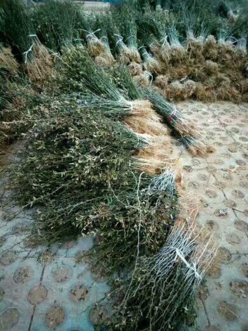 构橘苗枳壳苗现挖现发高成活率基地包邮
