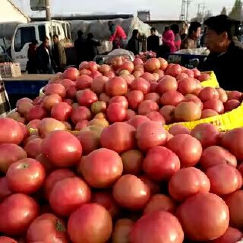 【电商推荐】西红柿货源充足供应【价格美丽】欢迎咨询看货