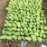 金煌芒4两以上，鲜优果蜀供应链