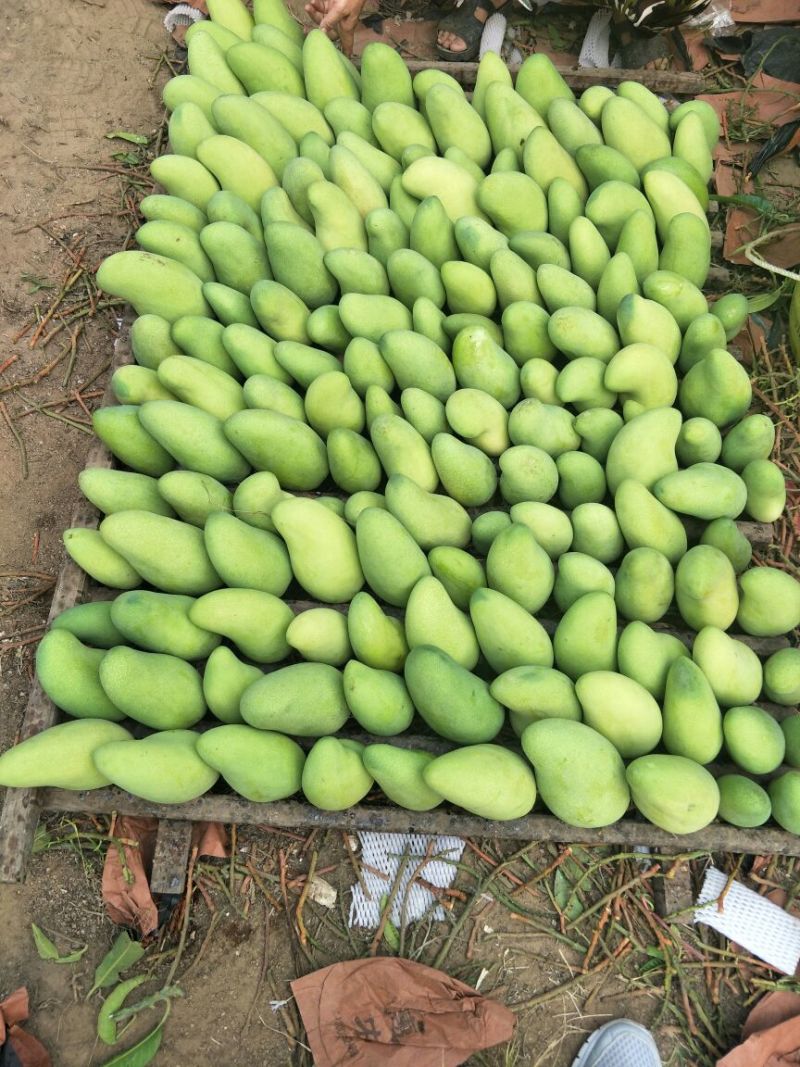 金煌芒4两以上，鲜优果蜀供应链