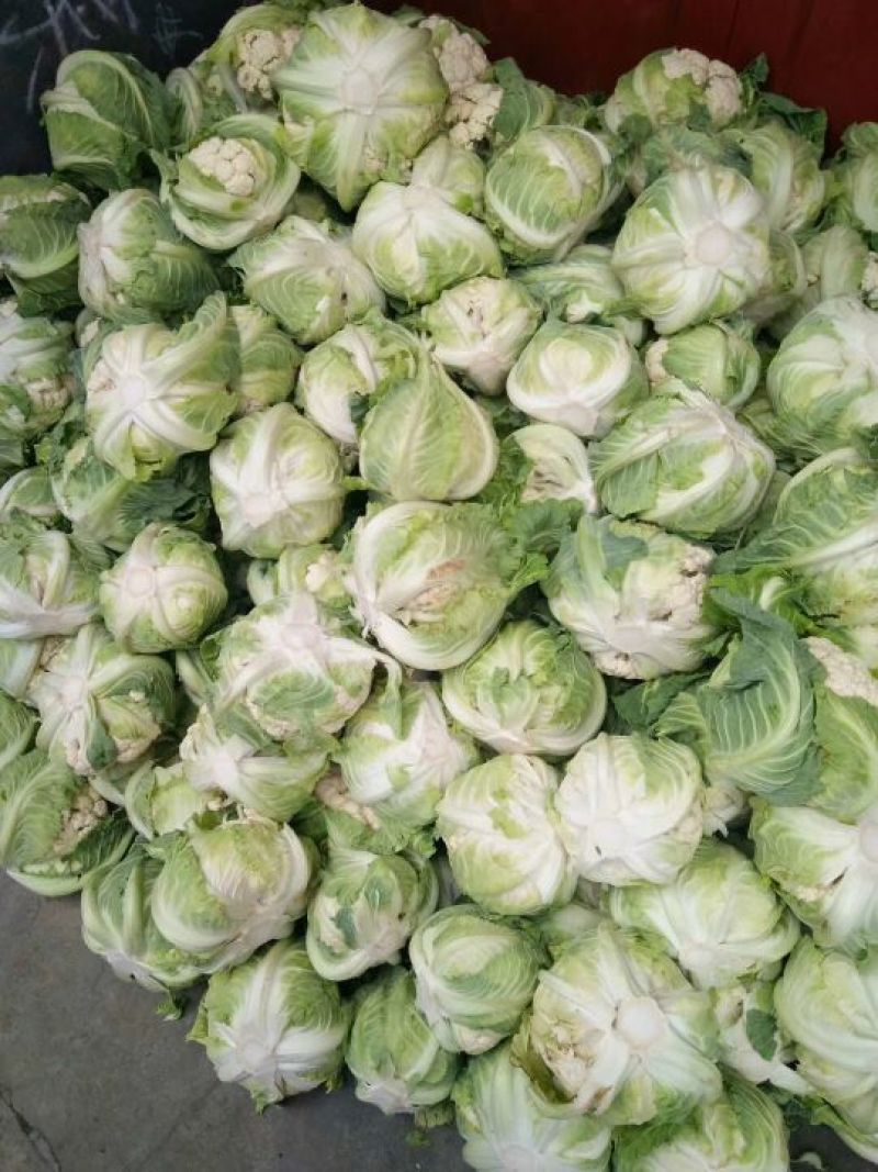 光头白花菜花精品光头乳白紧花现货