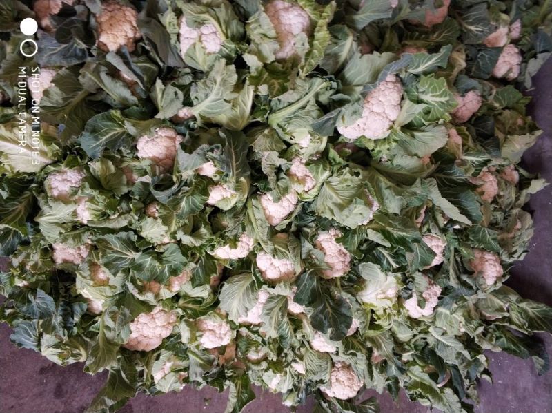 白花菜花紧花乳白1~3斤量大从优