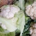 白花菜花紧花乳白1~3斤量大从优