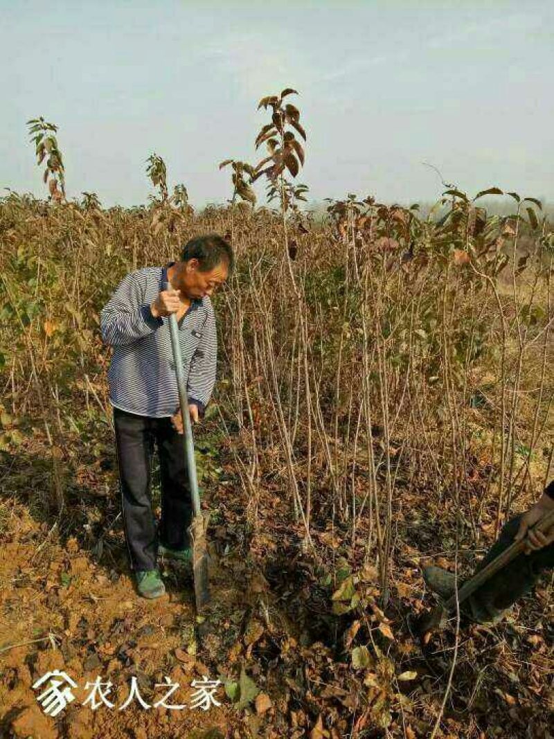 水晶樱桃苗又甜又好吃的樱桃品种