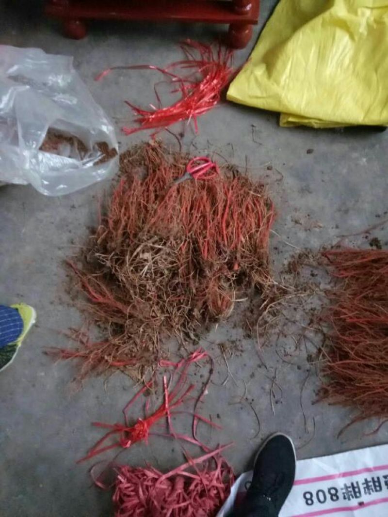 丹参苗