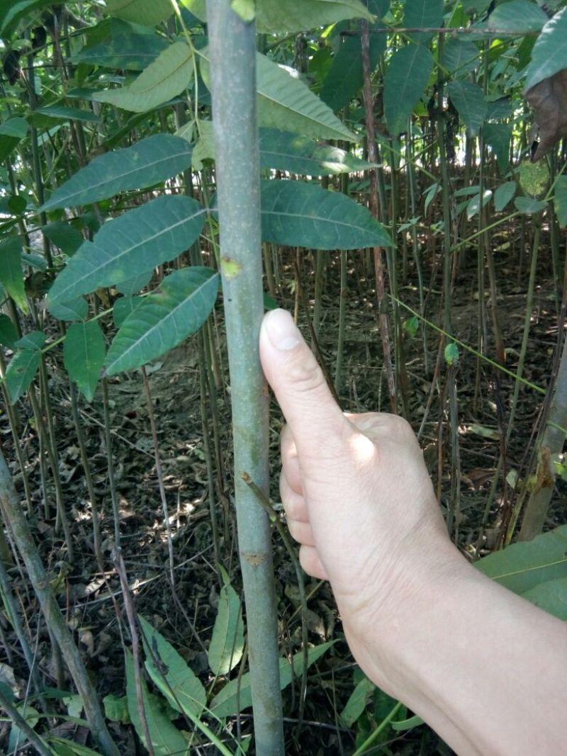 红油香椿苗80cm以上大棚