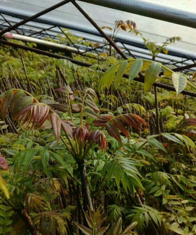 红油香椿苗80cm以上大棚
