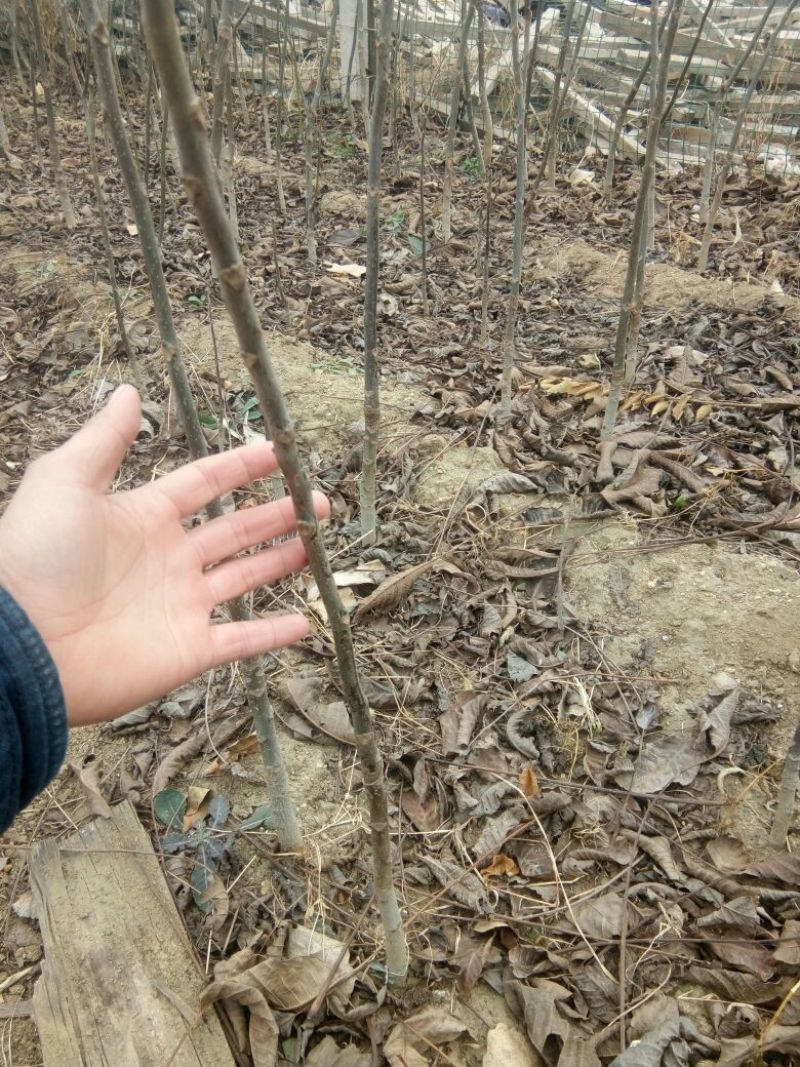 红油香椿苗80cm以上大棚