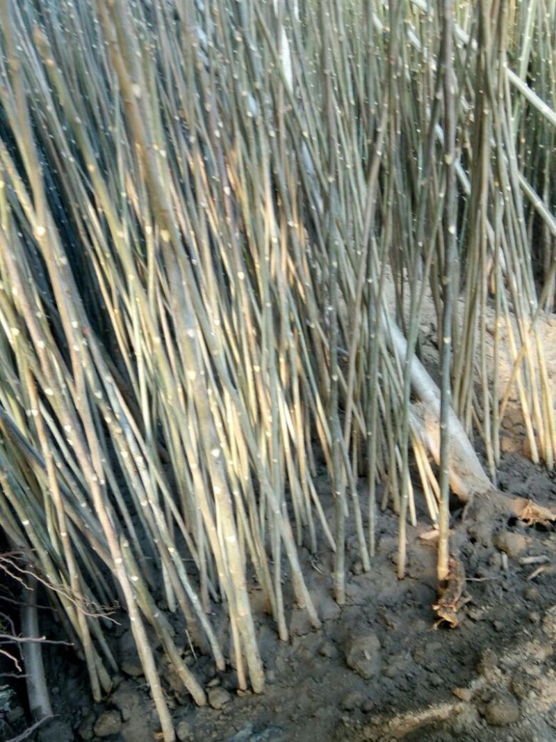 红油香椿苗80cm以上大棚