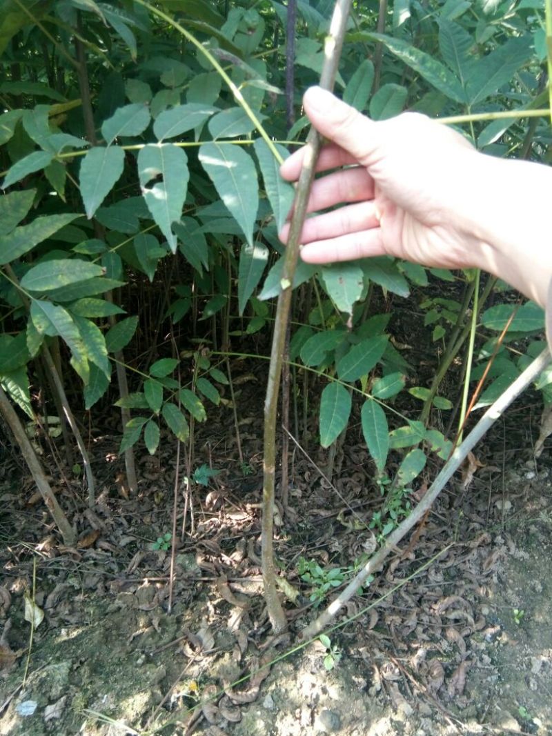 红油香椿苗80cm以上大棚