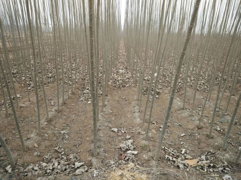 大量批发杨树苗质量好有保障