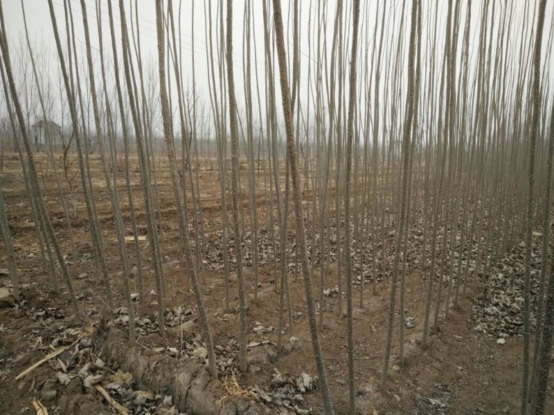 大量批发杨树苗质量好有保障