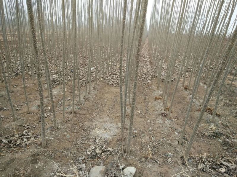 大量批发杨树苗质量好有保障