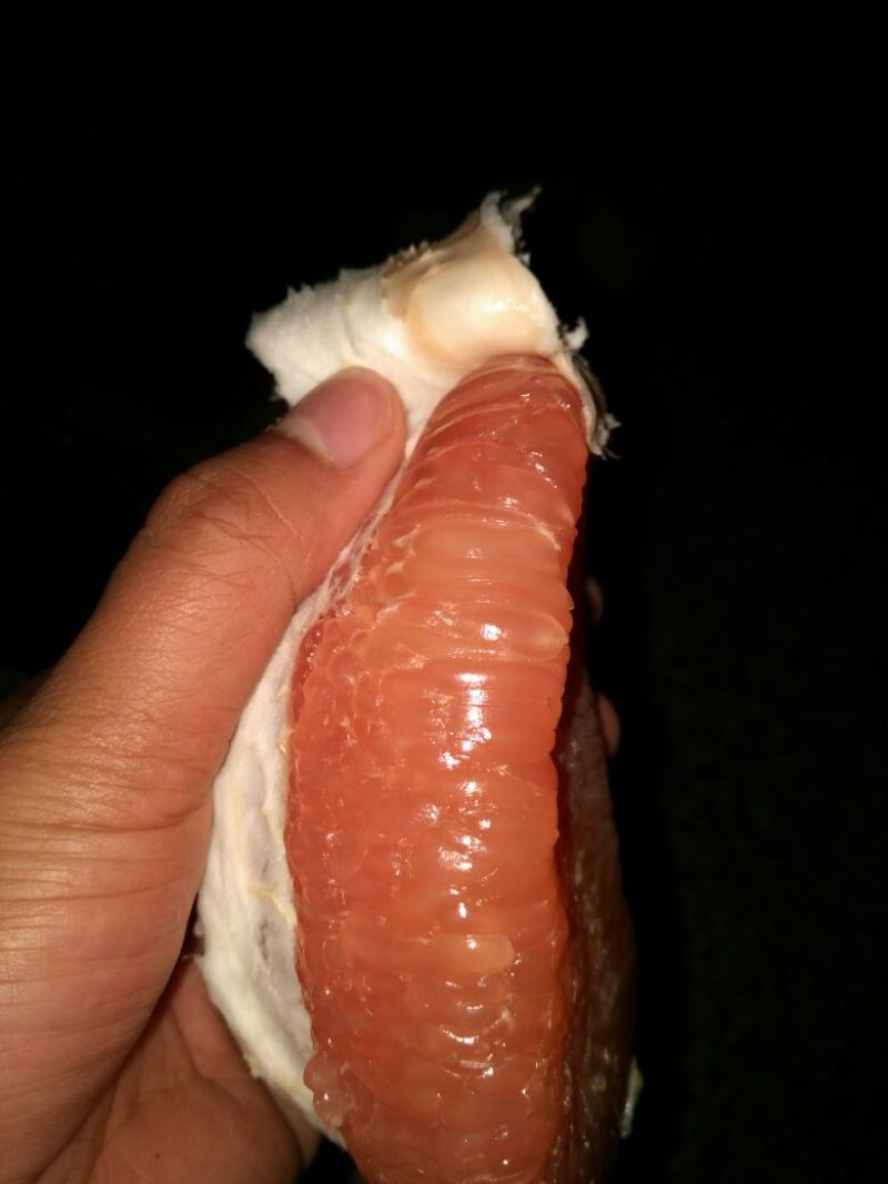 红心蜜柚苗红肉蜜柚苗当年嫁接苗保湿发货成活率高