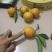 红江橙苗无籽少籽红江橙苗