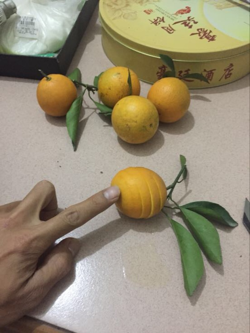 红江橙苗无籽少籽红江橙苗