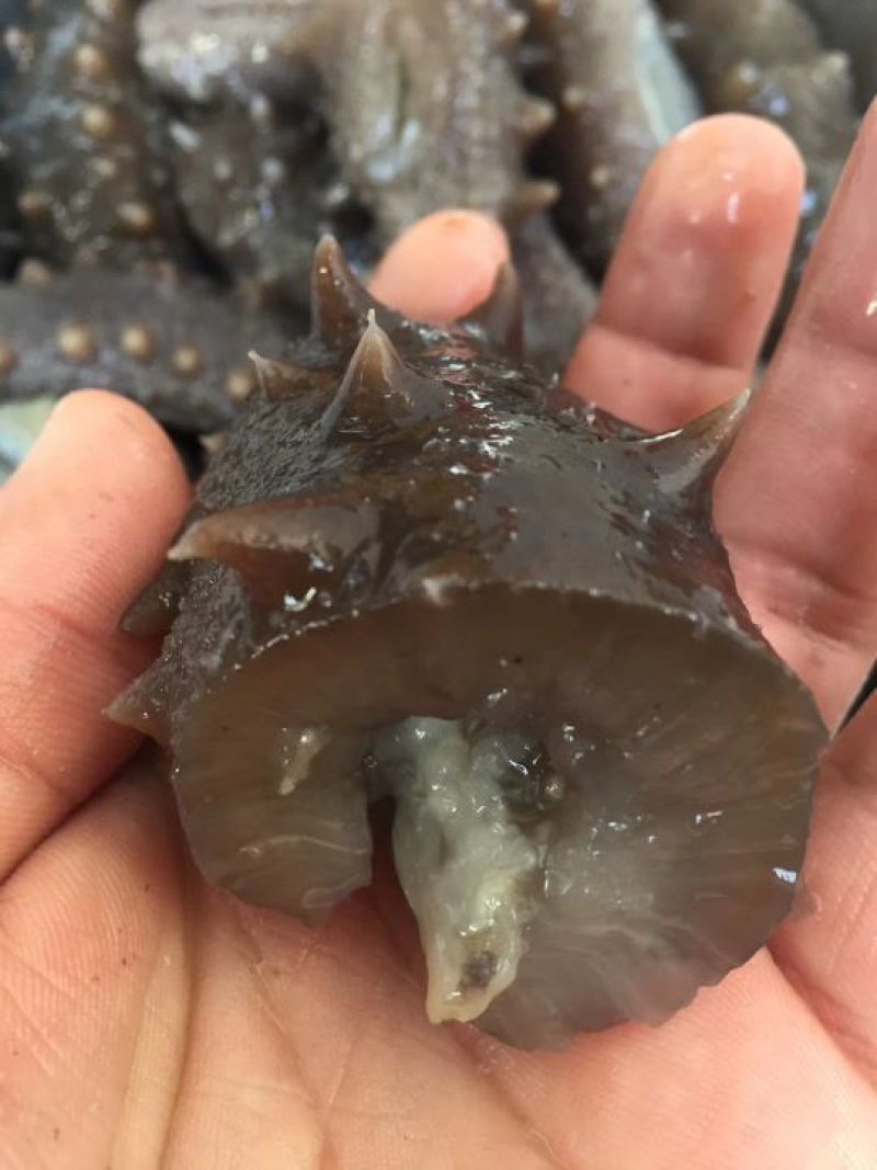 海刺参食用即食