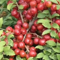钙果农大钙果苗，欧李苗，含钙高，成活率高，