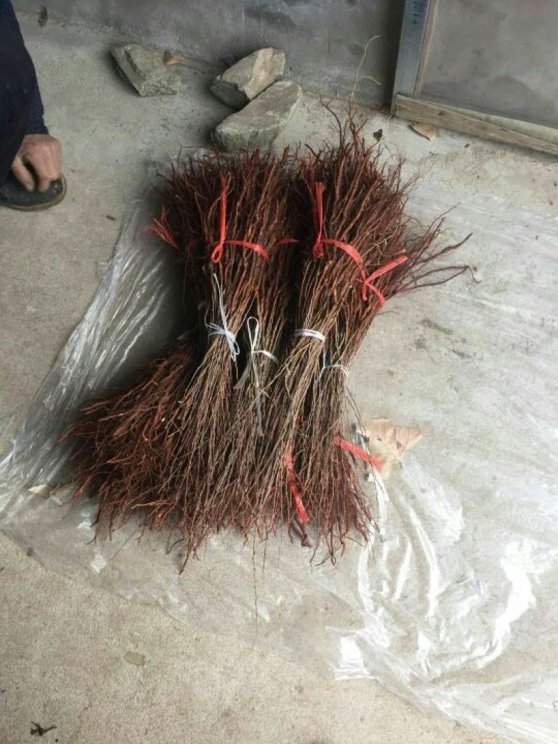 钙果农大钙果苗，欧李苗，含钙高，成活率高，