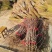 桃树苗70~80cm包品种包成活死苗免费补发南北方种植