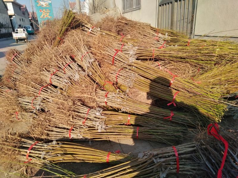 桃树苗70~80cm包品种包成活死苗免费补发南北方种植