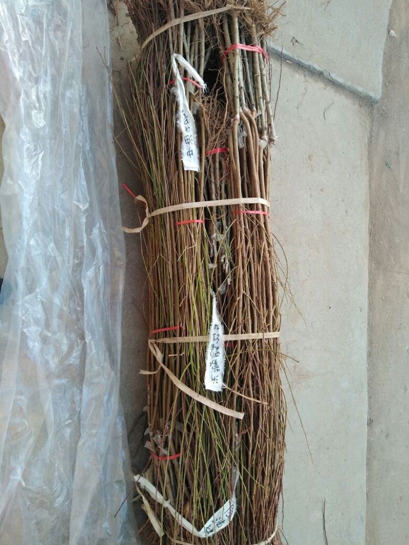 桃树苗70~80cm包品种包成活死苗免费补发南北方种植