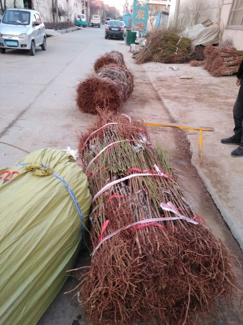 桃树苗70~80cm包品种包成活死苗免费补发南北方种植
