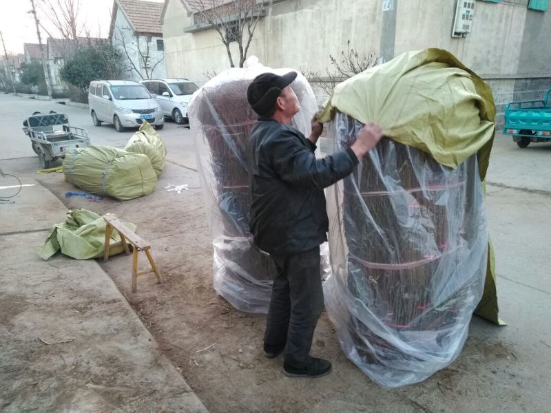 桃树苗70~80cm包品种包成活死苗免费补发南北方种植