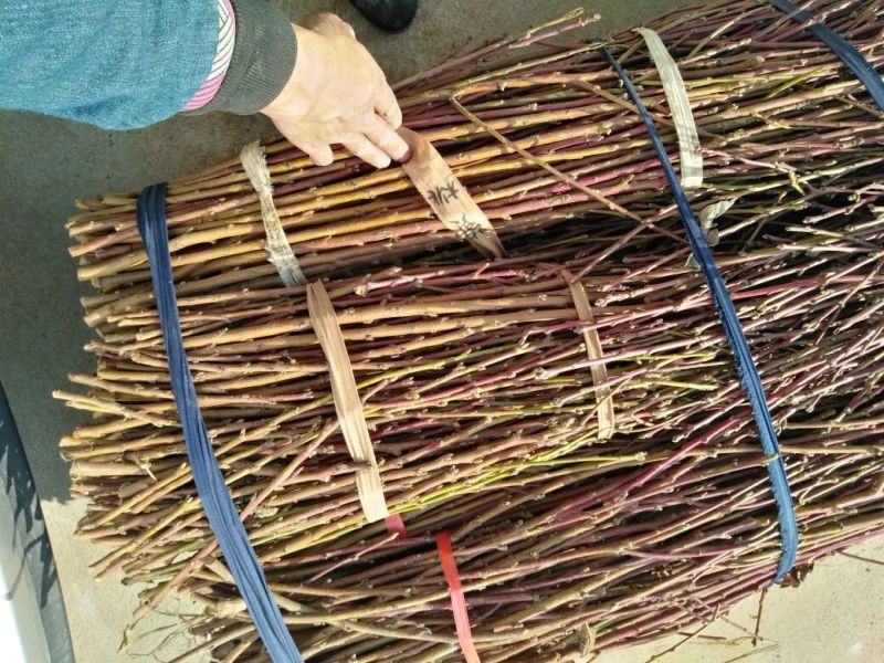 桃树苗70~80cm包品种包成活死苗免费补发南北方种植