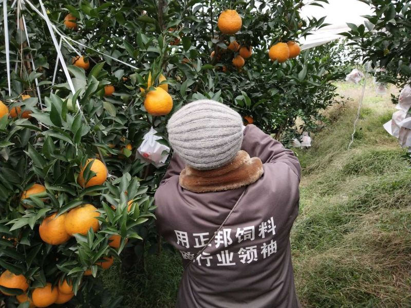 四川眉山春见耙耙柑彩箱礼盒装支持一件代发抖音快手供货