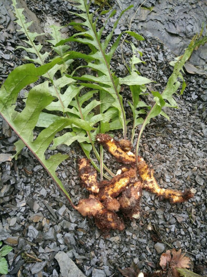 骨碎补采摘至大山野生鲜货